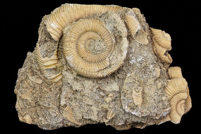 Dactylioceras Ammonite Cluster - Germany #77181